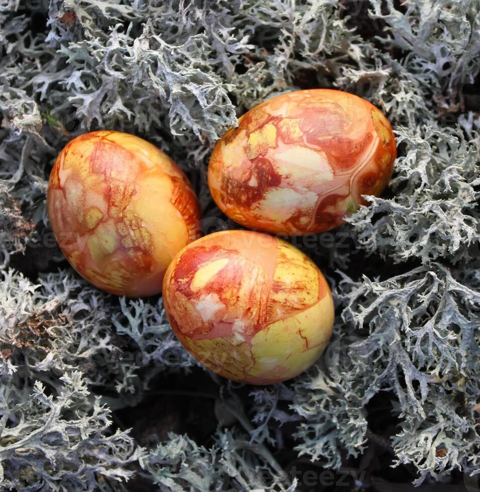 Easter eggs on a moss photo