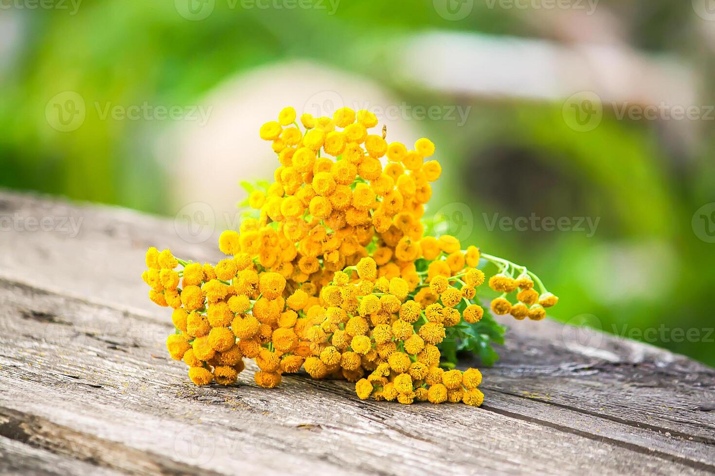 Yellow flowers of common tans. Tanacetum vulgare plants photo