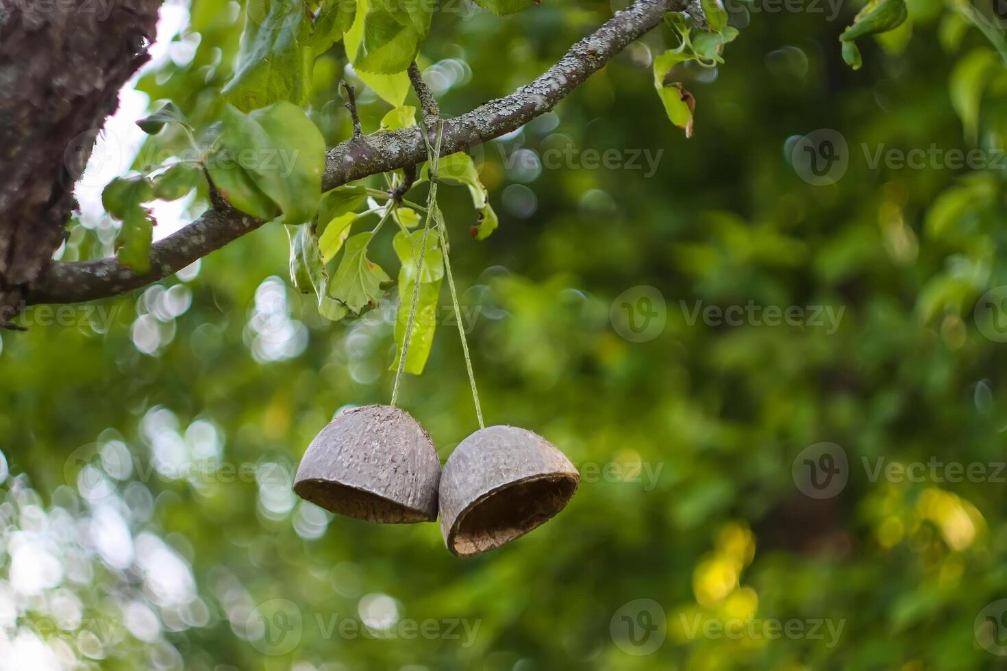 Coconut fruit shell hanging on a tree branch. Simple authentical decor in spring garden. photo