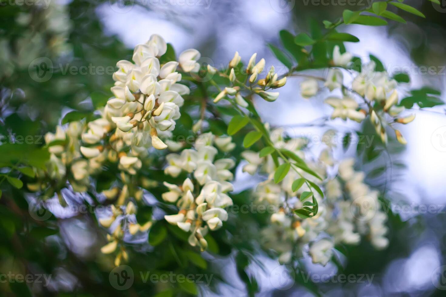 White acacia tree blooming flowers at spring. photo