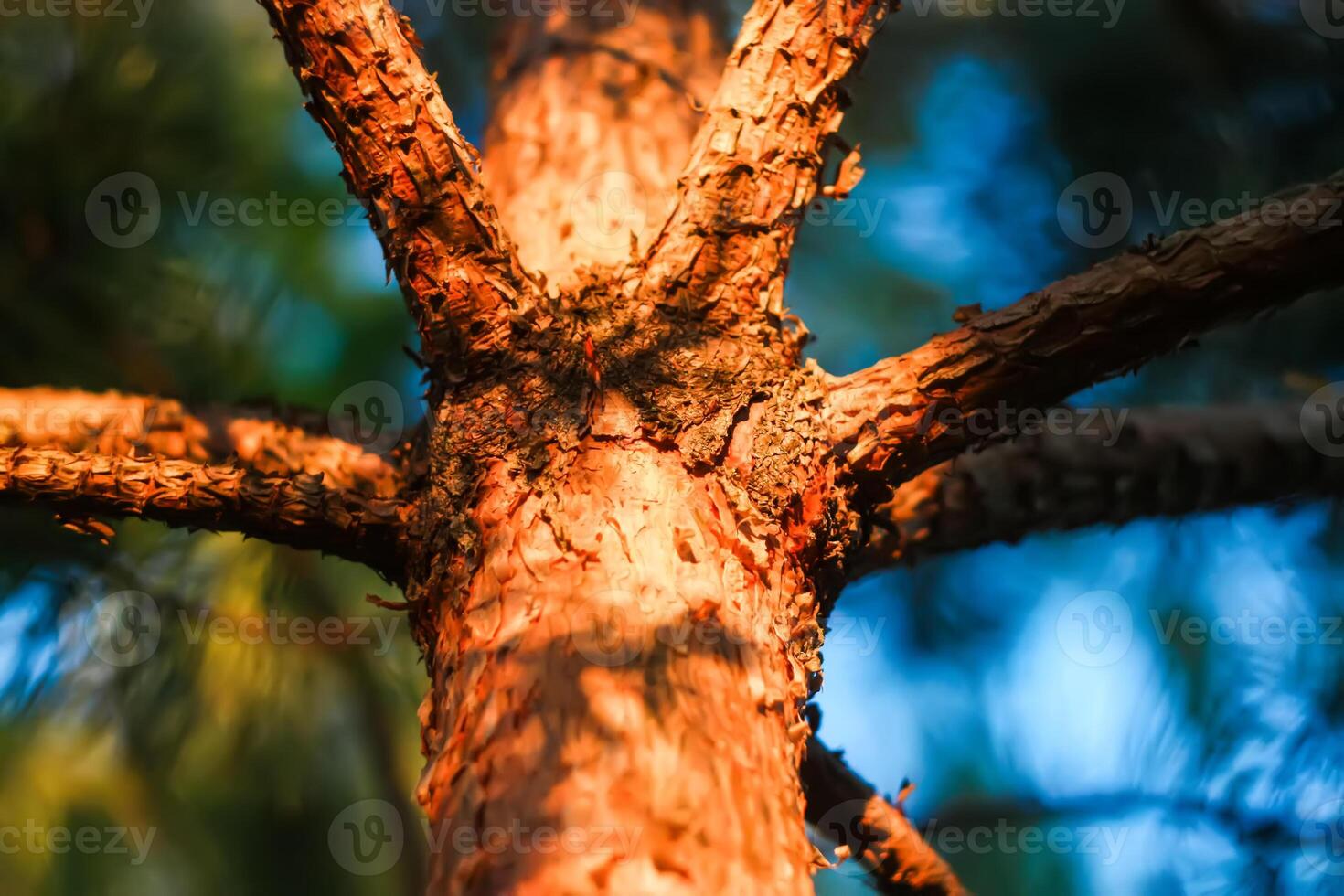 Pine tree bark in sunlight. Nature details in wild forest. photo