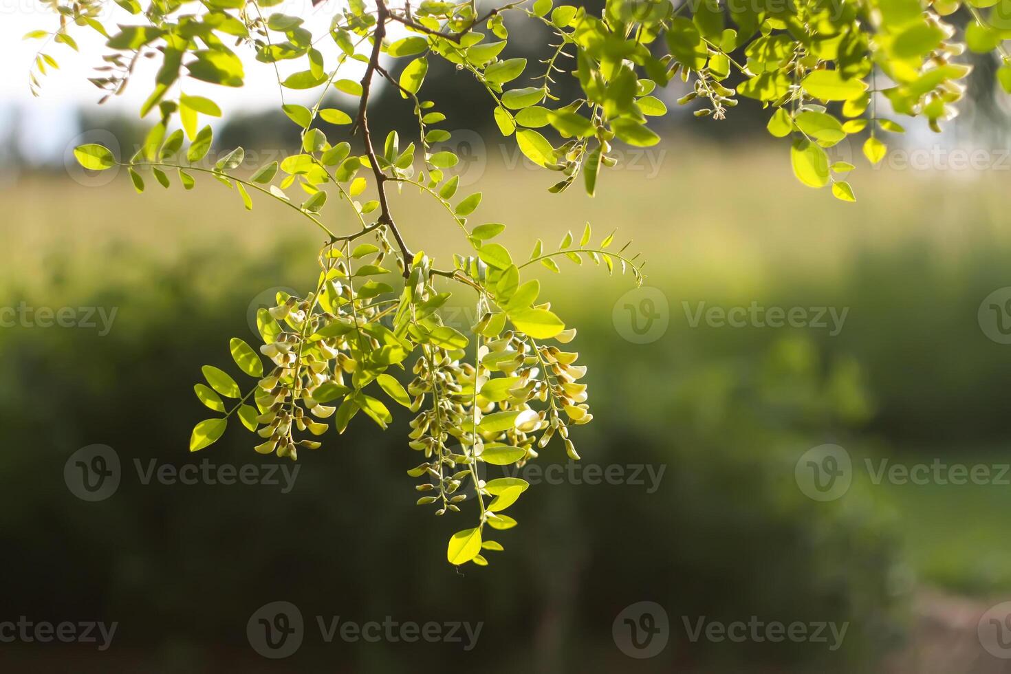 White acacia tree blooming flowers at spring. photo