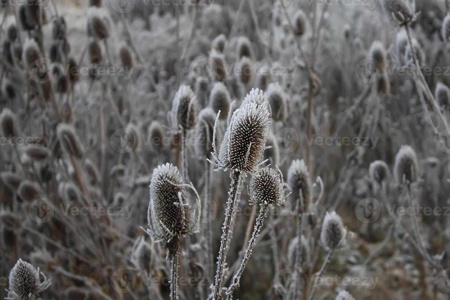 Teasel. Dipsacus Fullonum photo