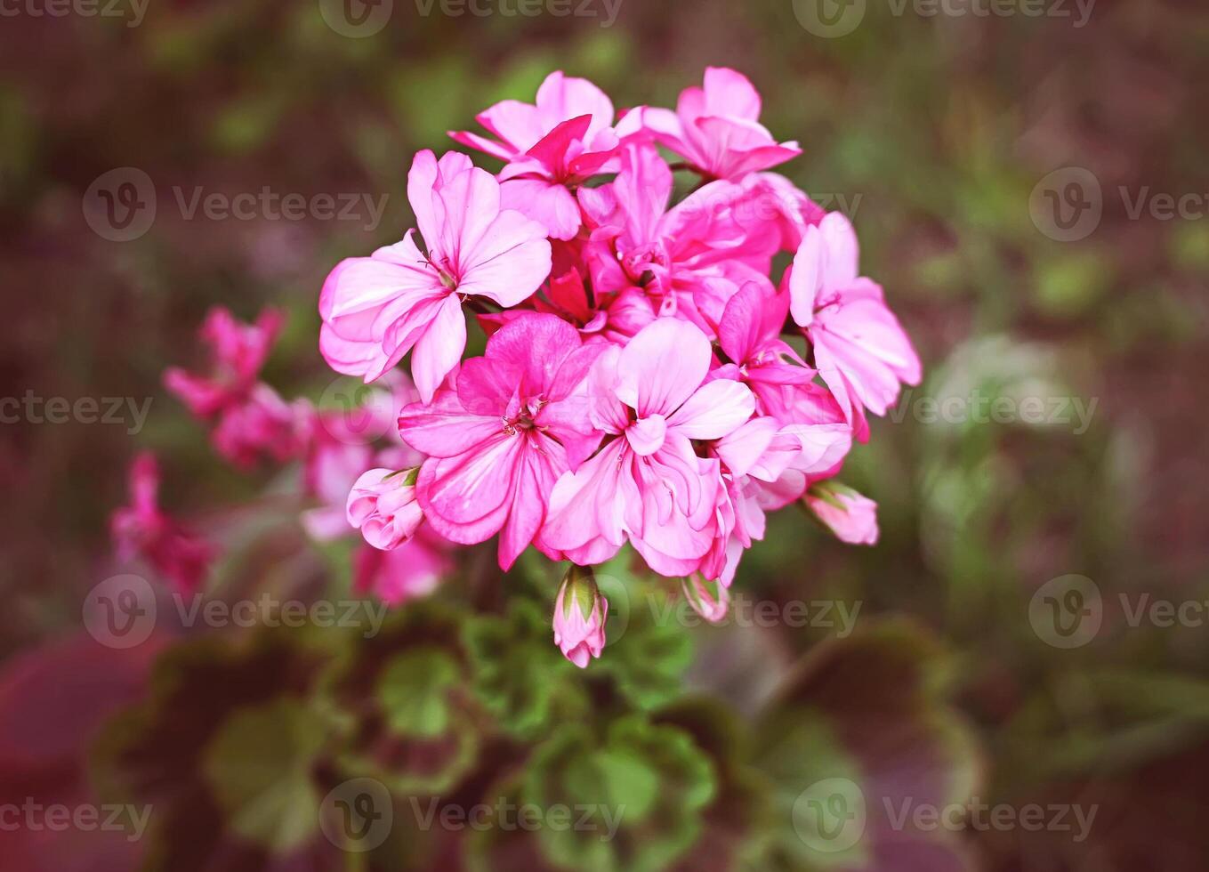 Heranium pink flowers photo