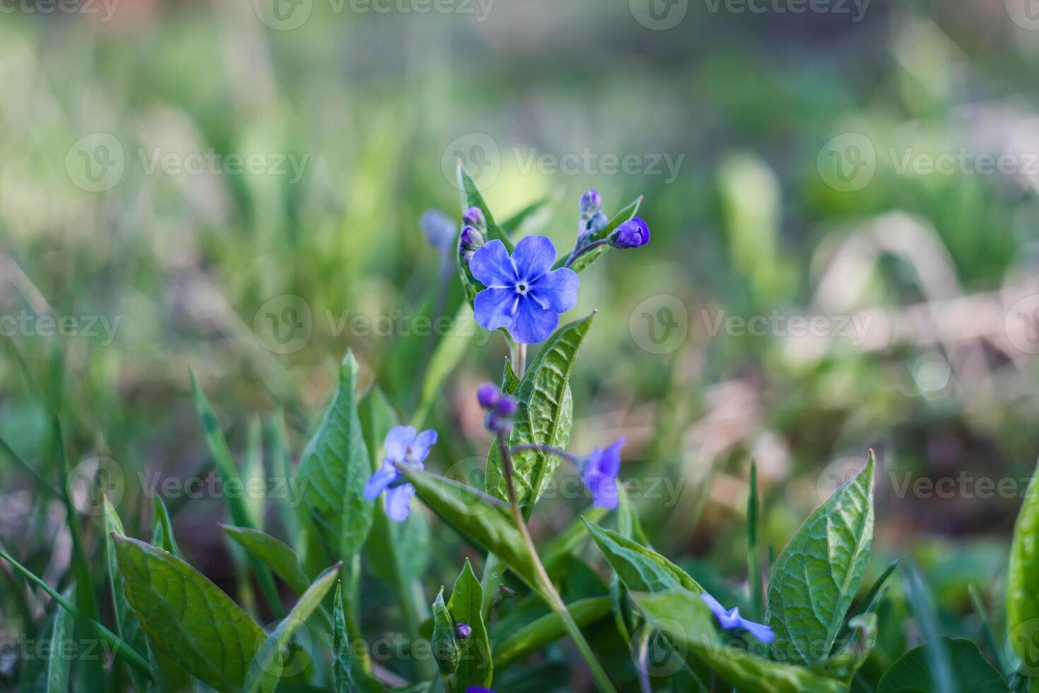 Blue wild flowers in spring park. photo