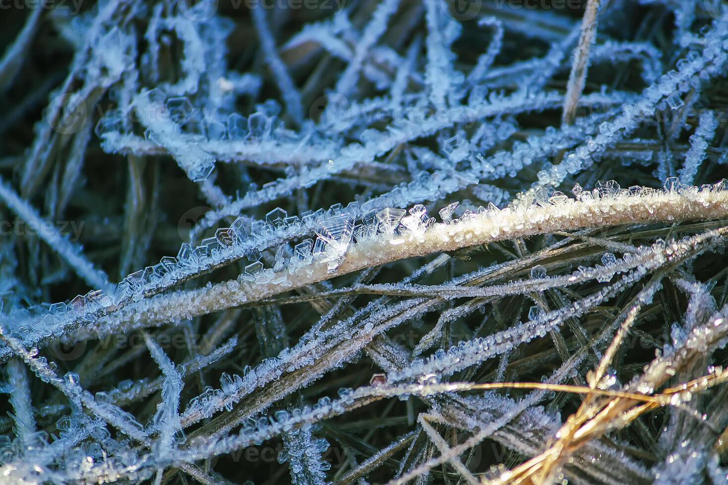 First frost in autumn park. Early morning in november. Wet branches in rime. photo
