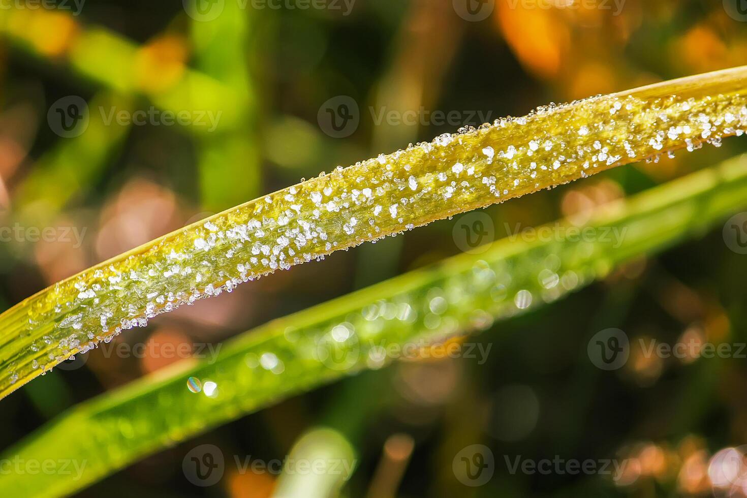 First frost in autumn park. Early morning in november. Wet branches in rime. photo