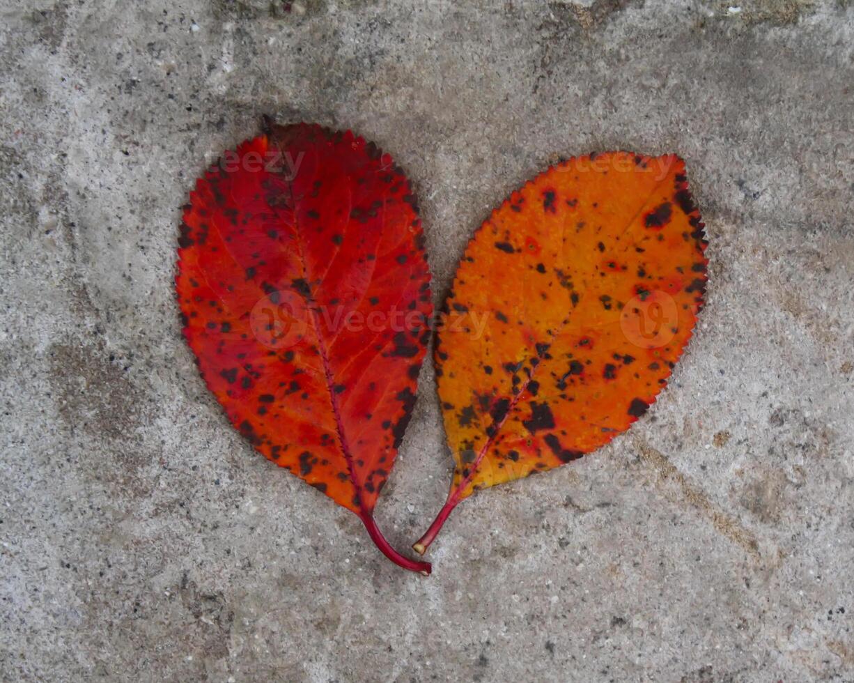 Red autumn leaves photo