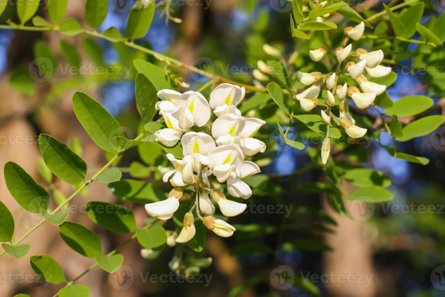 White acacia tree blooming flowers at spring. photo
