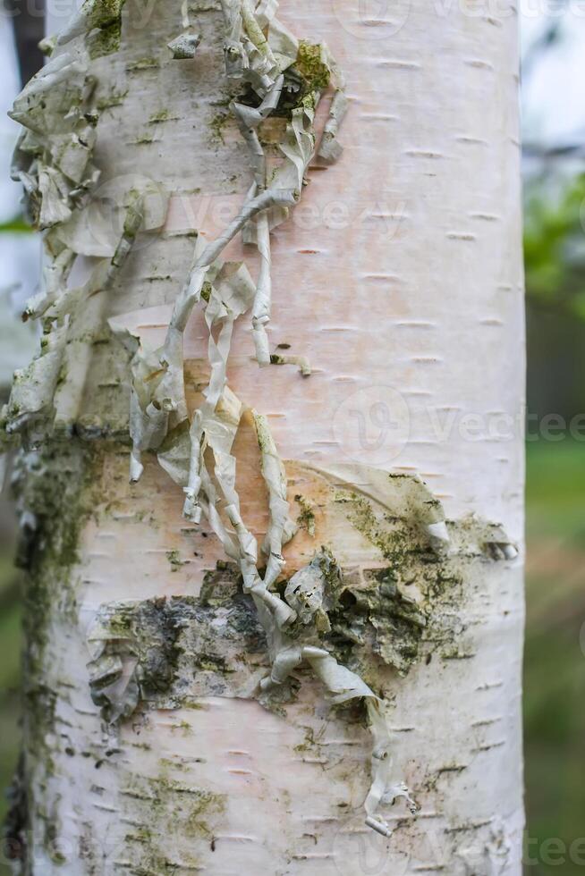 Branches of a tree in sunlight, natural green spring nature background. photo