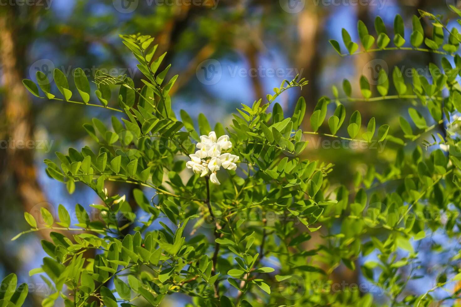 White acacia tree blooming flowers at spring. photo