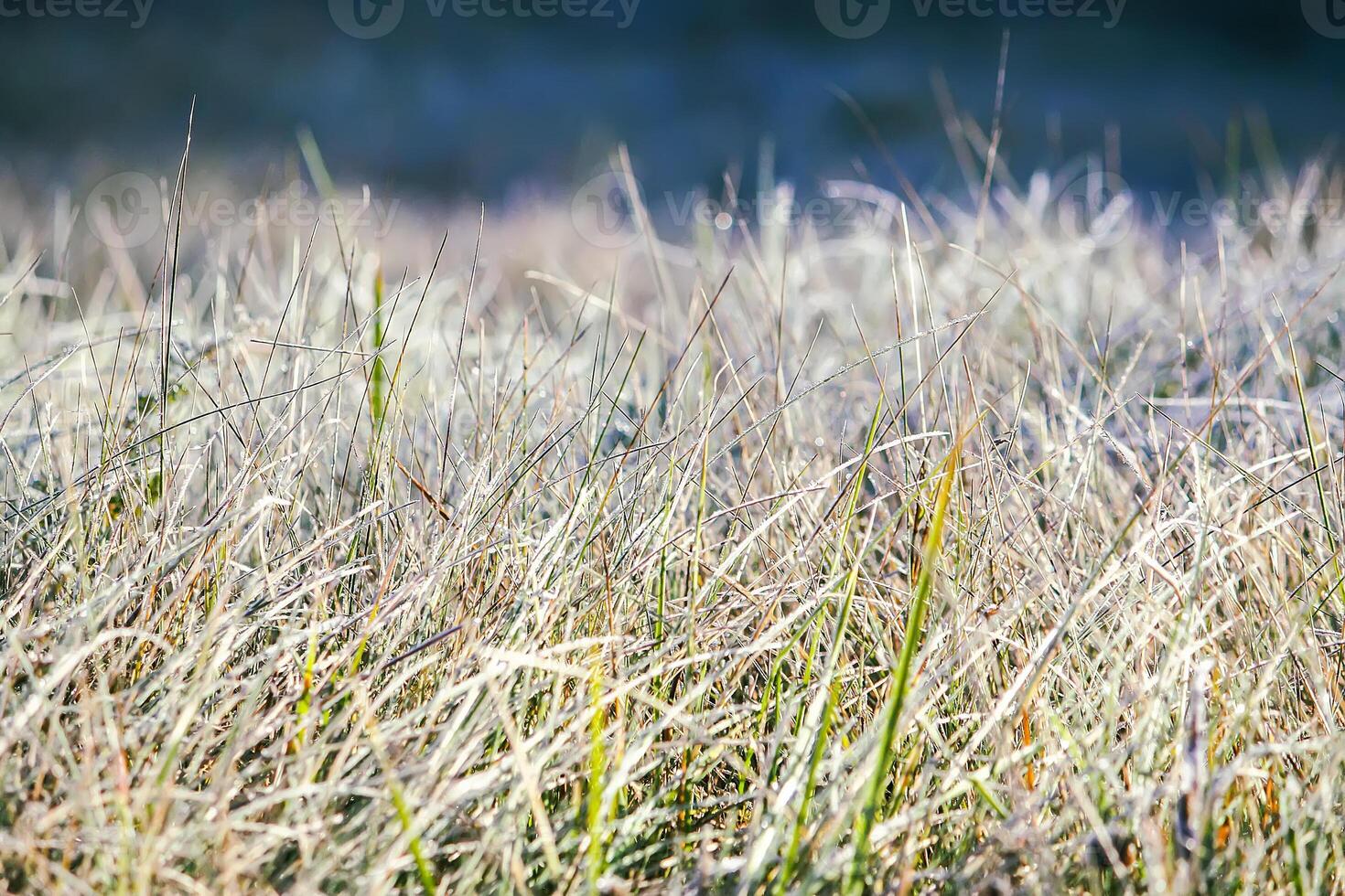 First frost in autumn park. Early morning in november. Wet branches in rime. photo