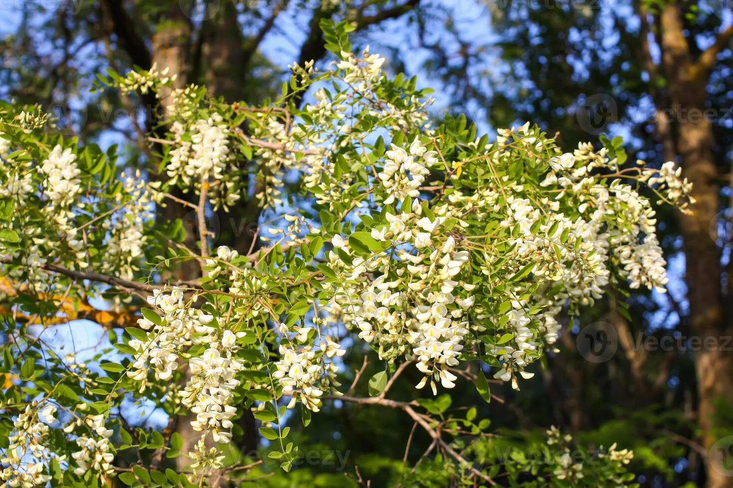 White acacia tree blooming flowers at spring. photo