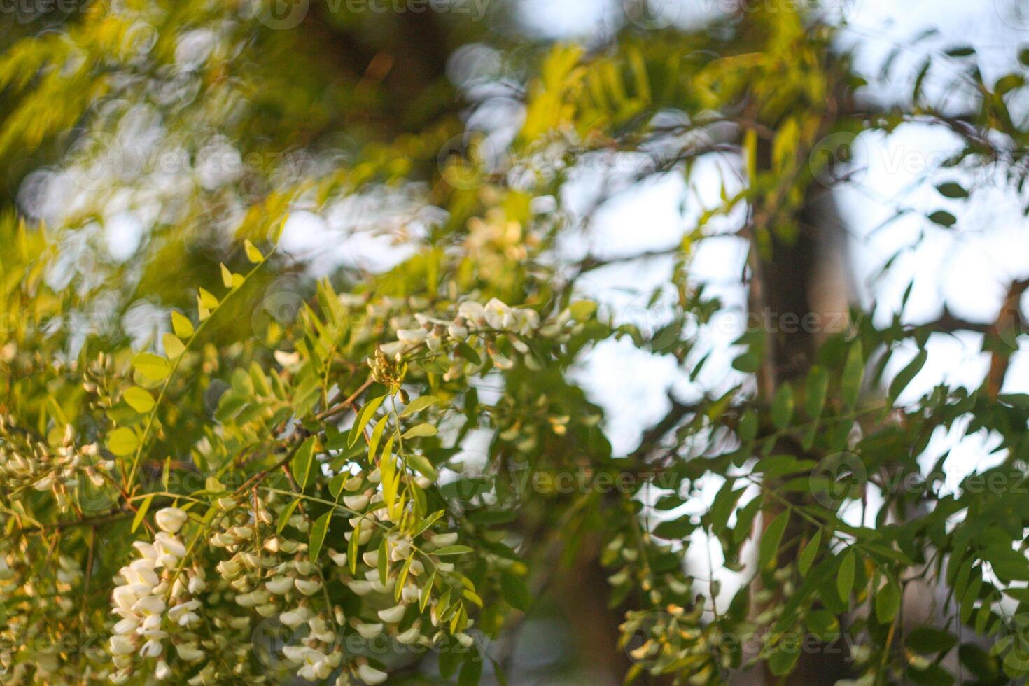 White acacia tree blooming flowers at spring. photo
