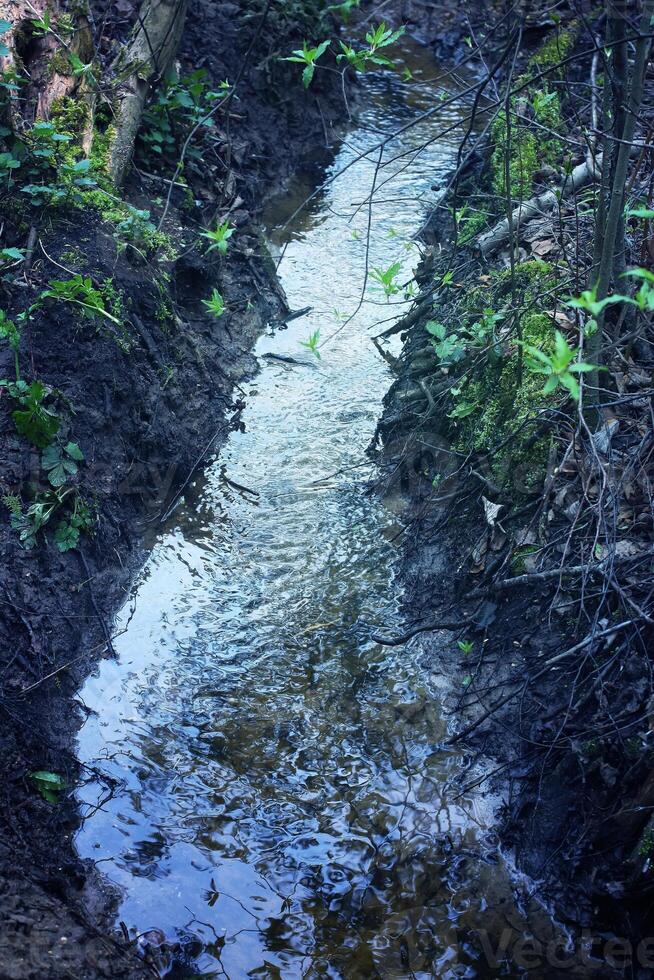 Creek in a forest photo