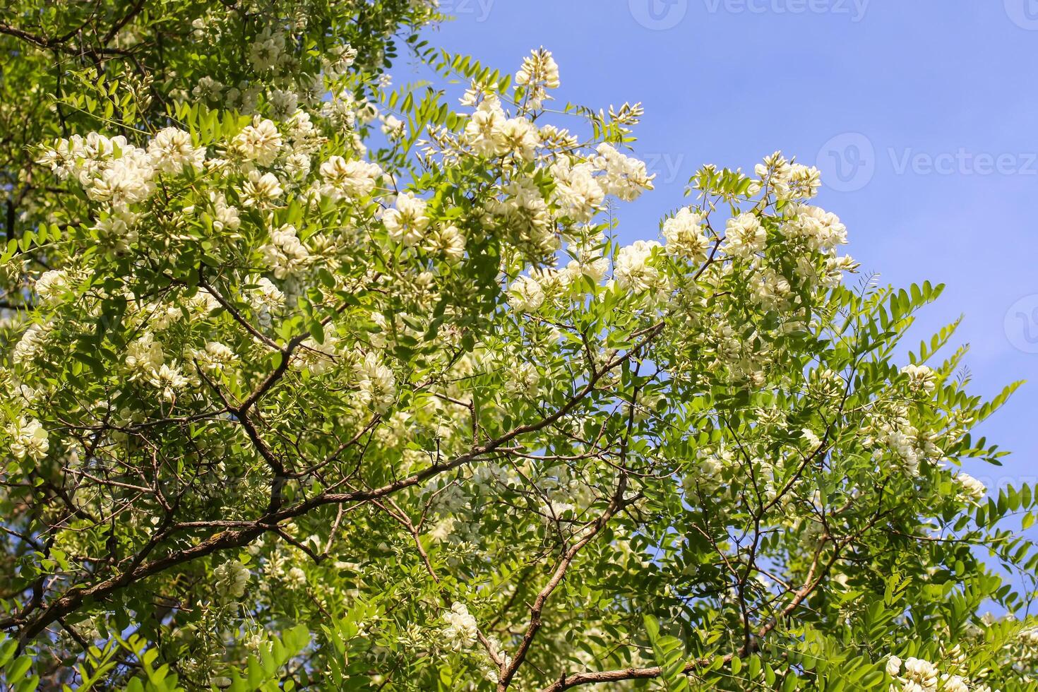 White acacia tree blooming flowers at spring. photo