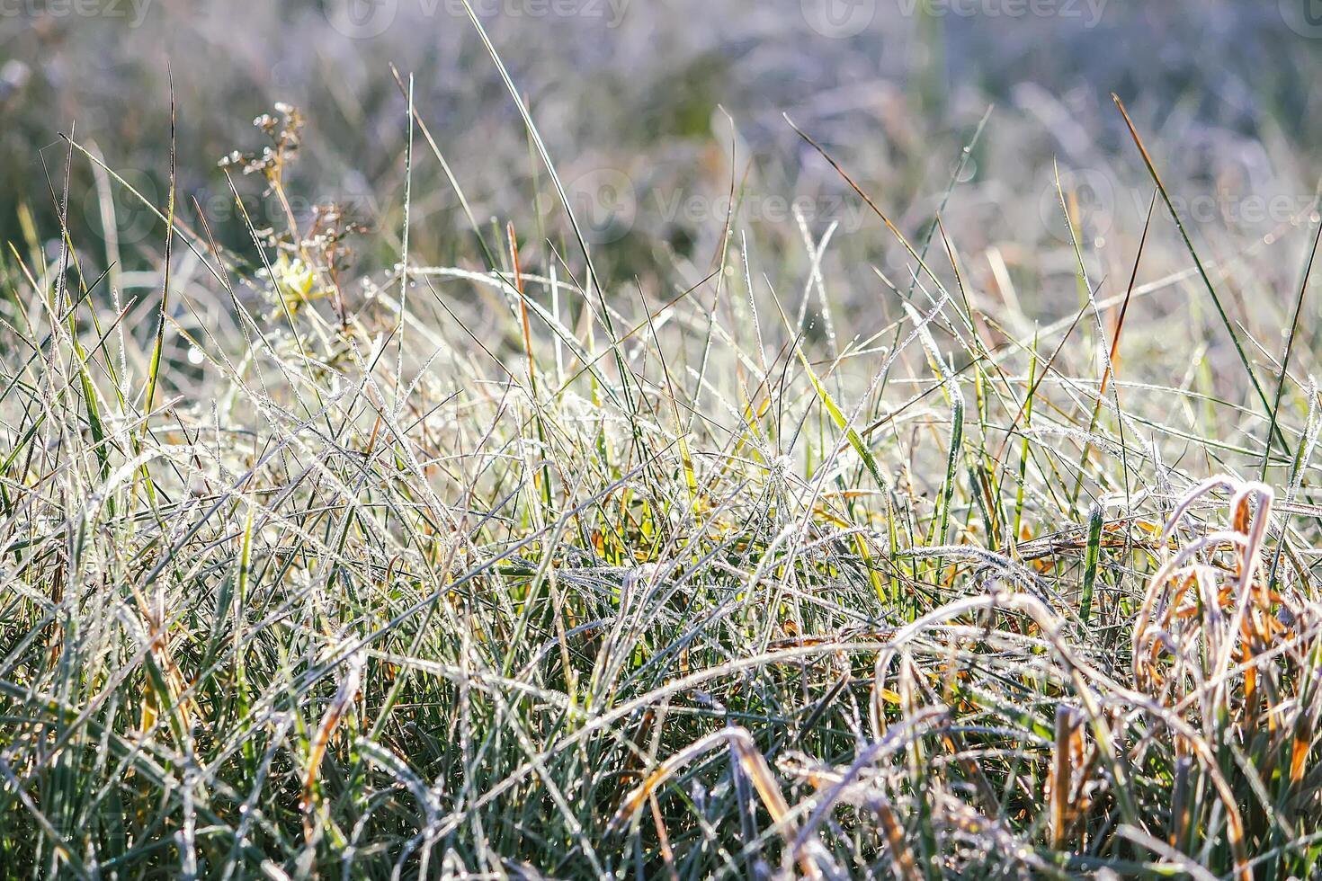 First frost in autumn park. Early morning in november. Wet branches in rime. photo