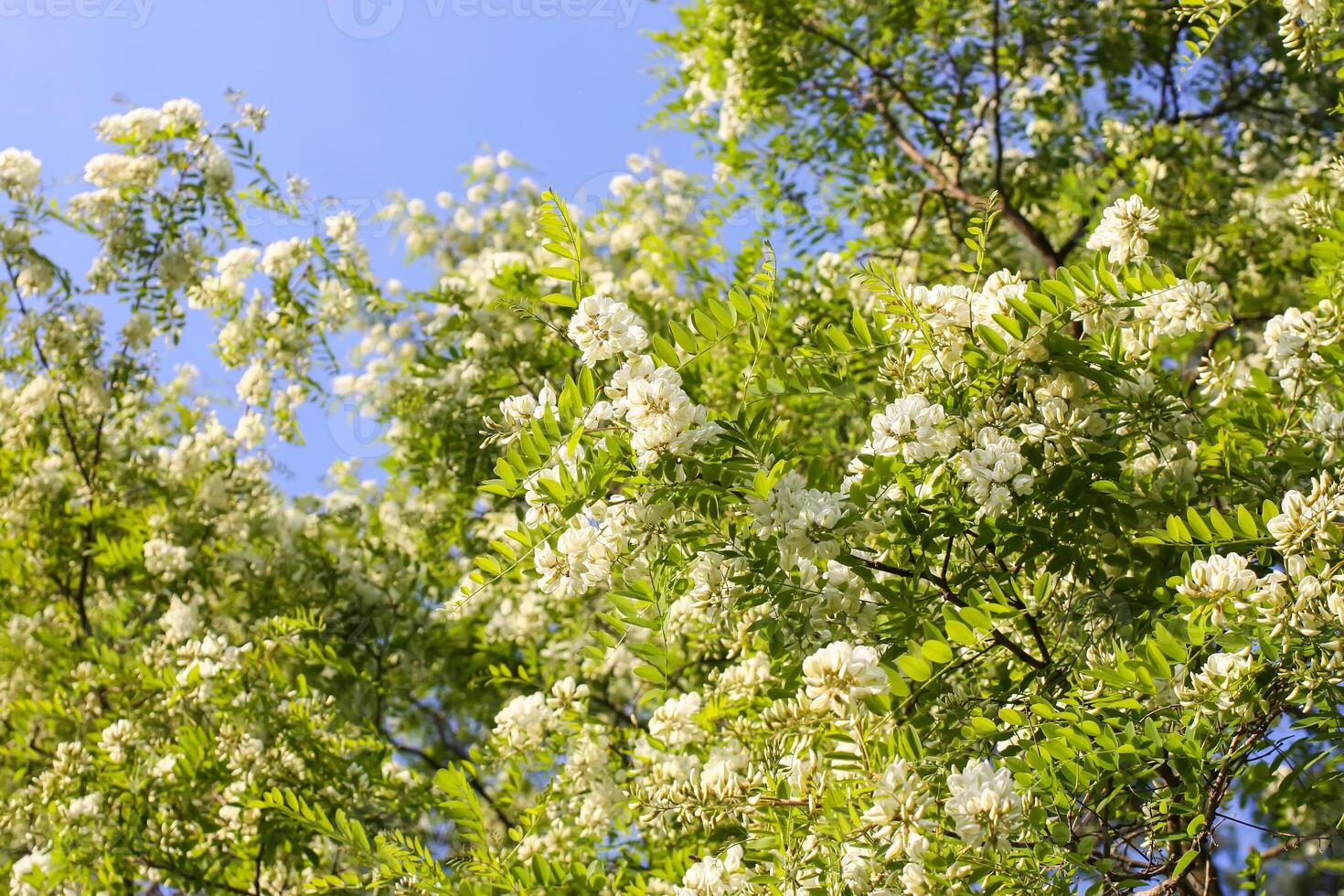 White acacia tree blooming flowers at spring. photo