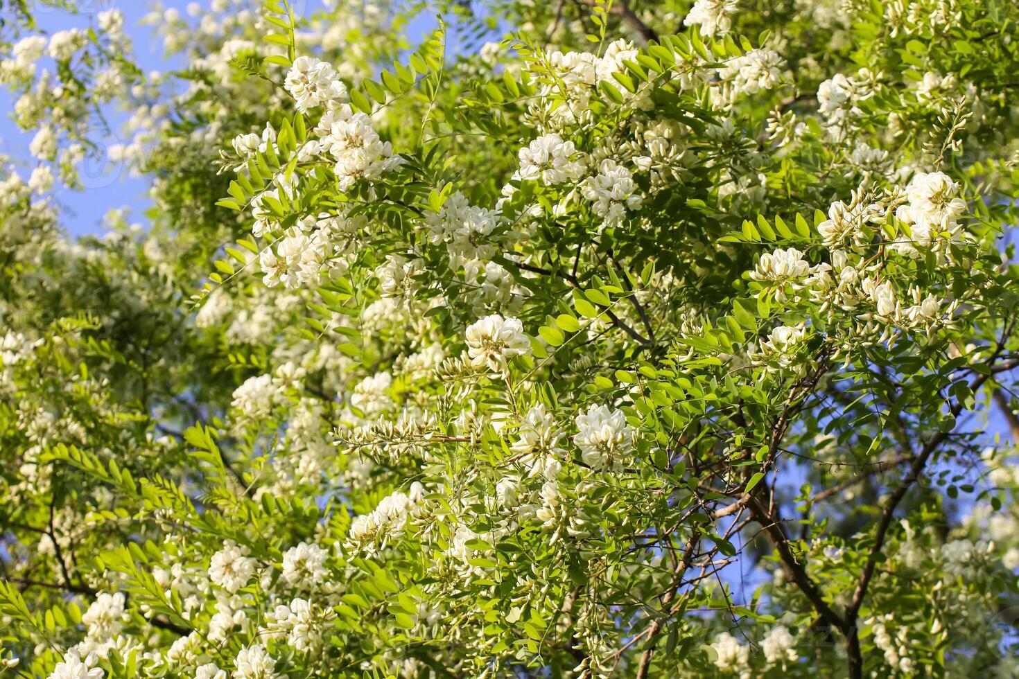White acacia tree blooming flowers at spring. photo