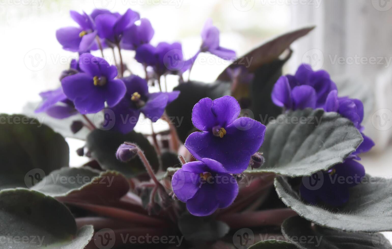 Violets flowers close up photo