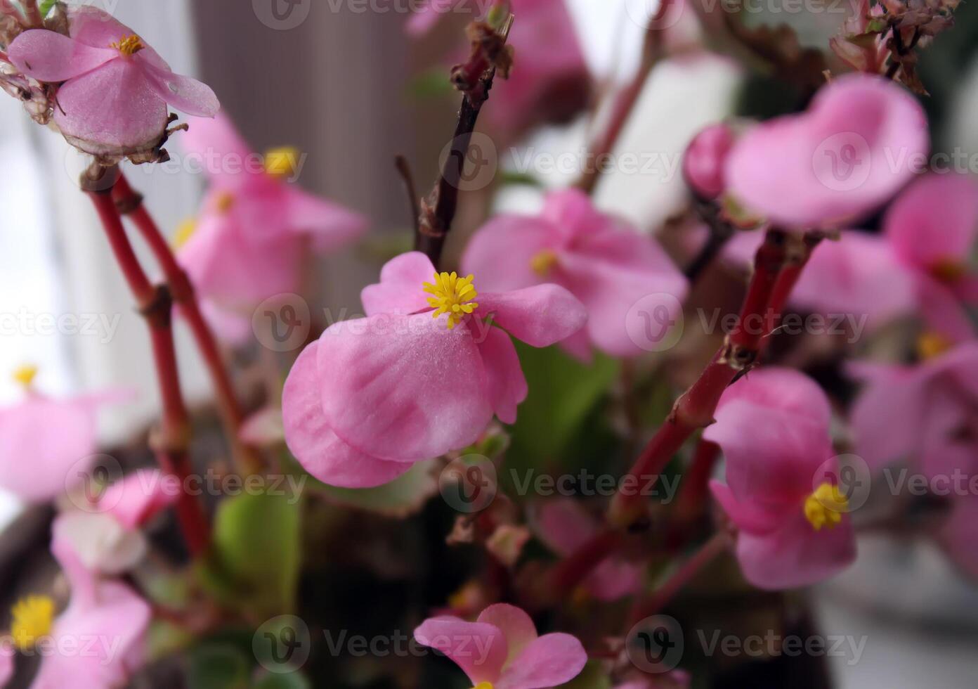 Violets flowers close up photo