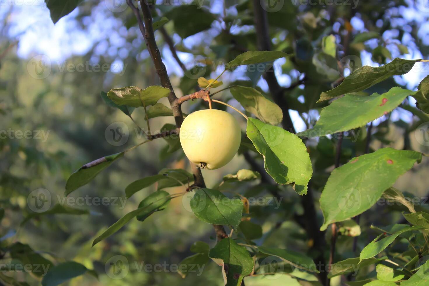 Apples on a tree photo