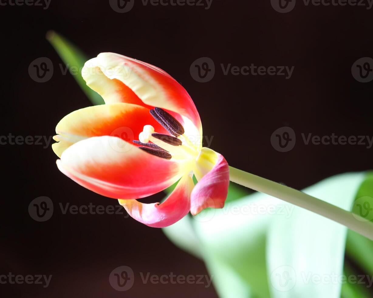 Spring tulip flowers. photo