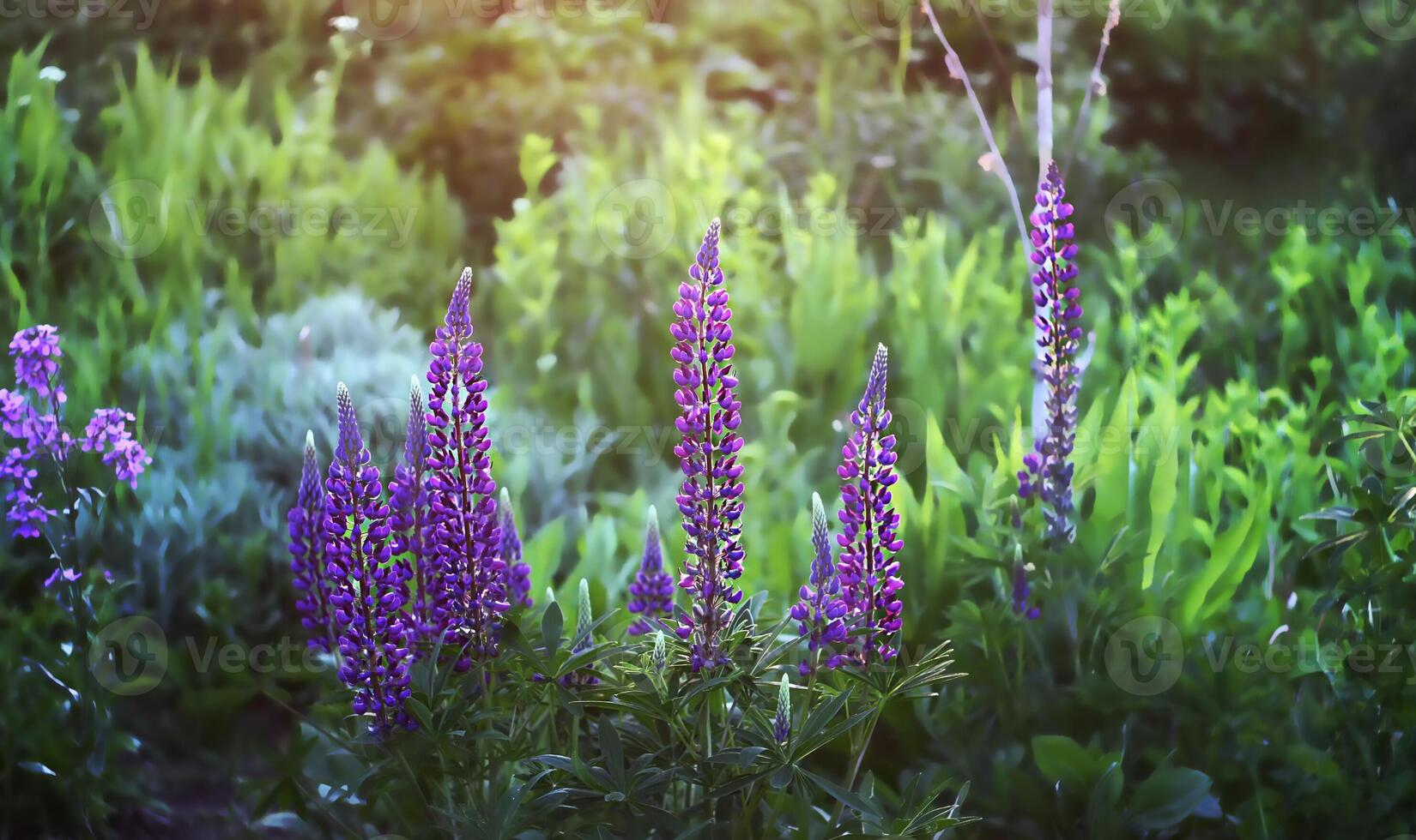Wild blue lupinus photo
