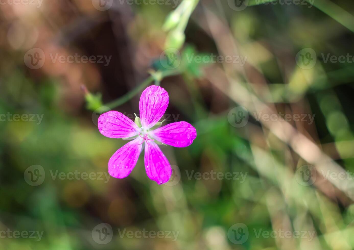 Geranium wallichianum plant on summer meadow photo