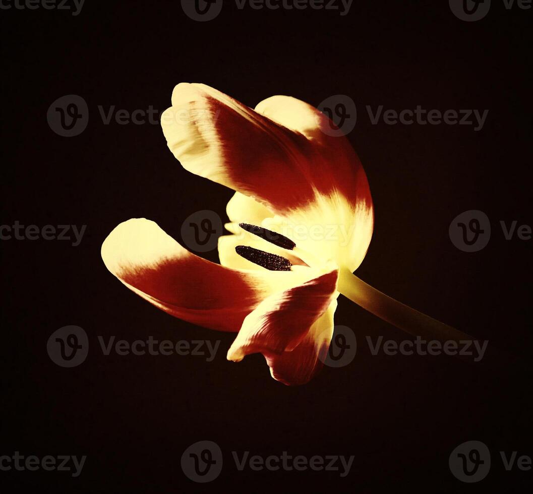 Red tulip flower photo
