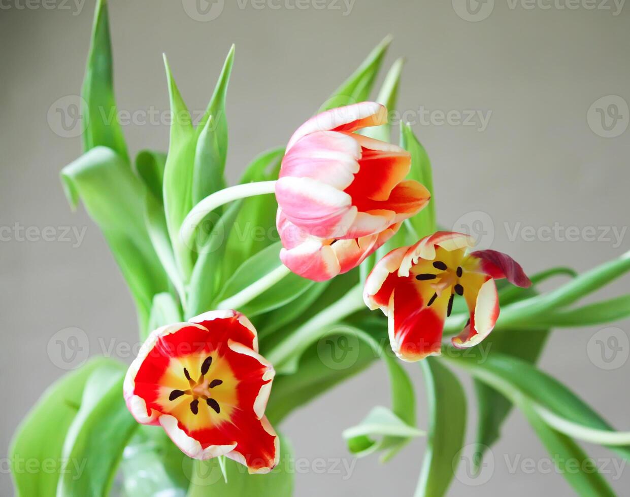 Spring tulip flowers. photo