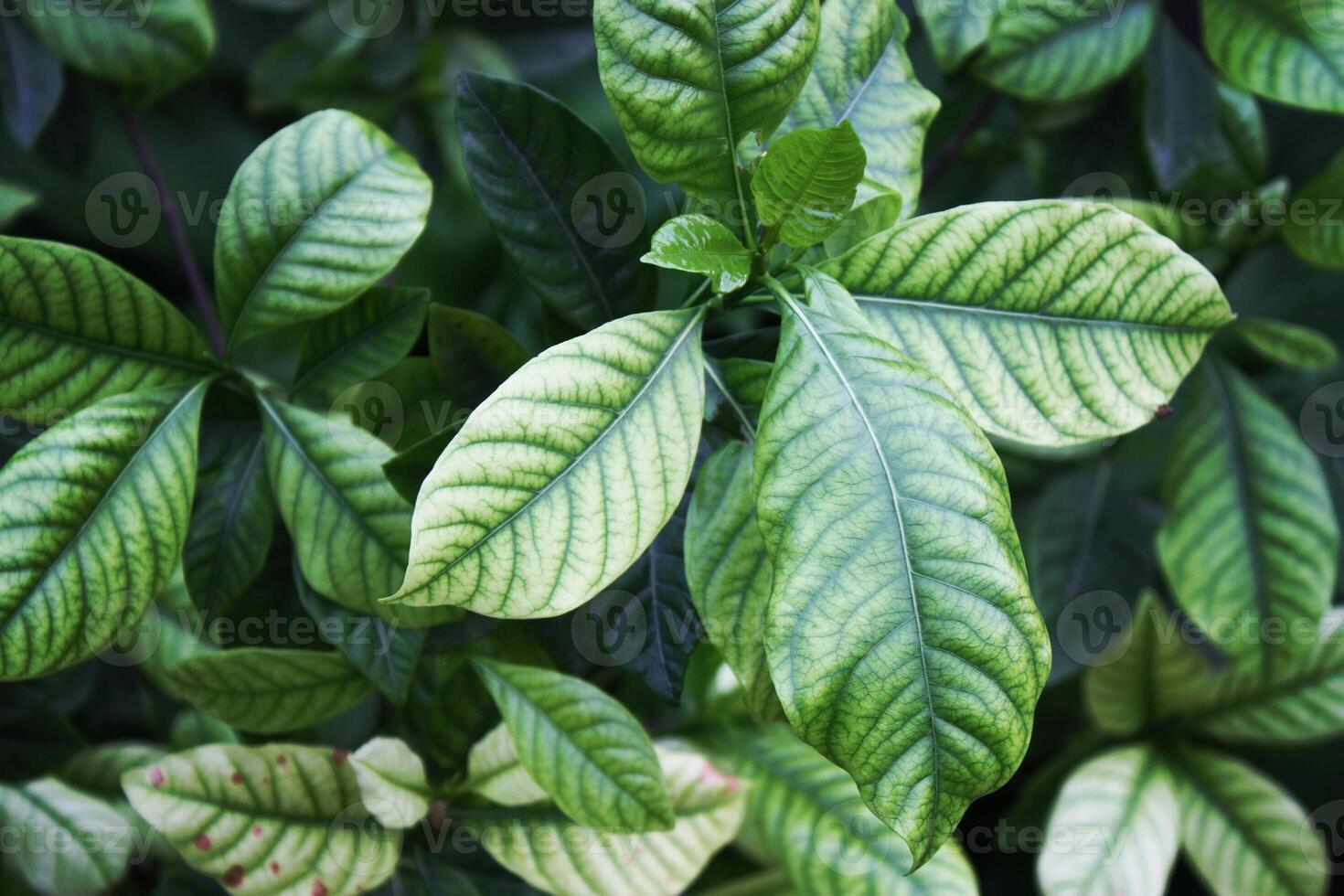 Beautiful green leaf bush photo