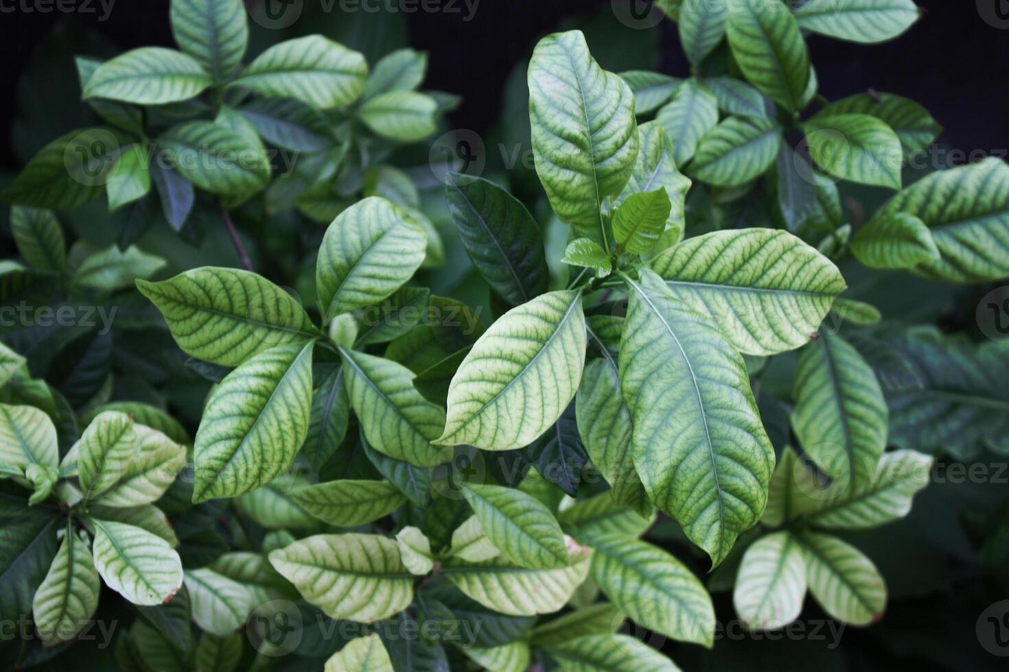 Beautiful green leaf bush photo