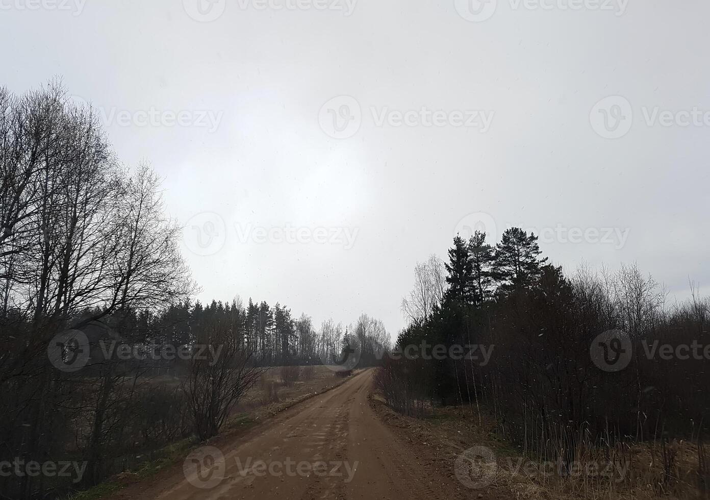Road and trees in countryside. photo