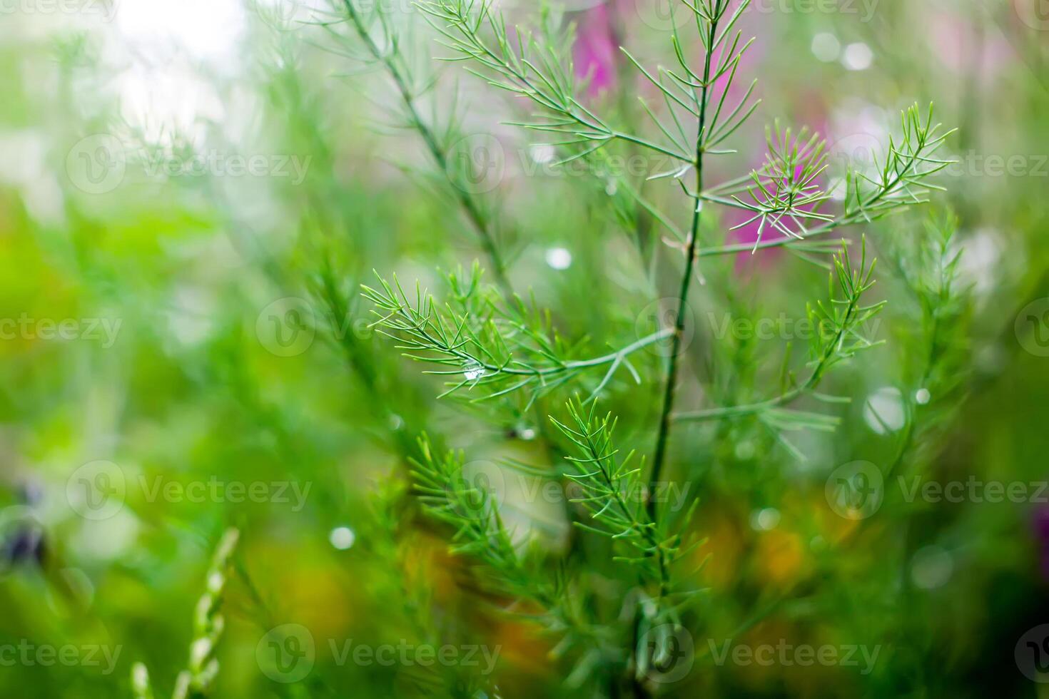 Wet green asparagus branches in water drops after the rain. photo