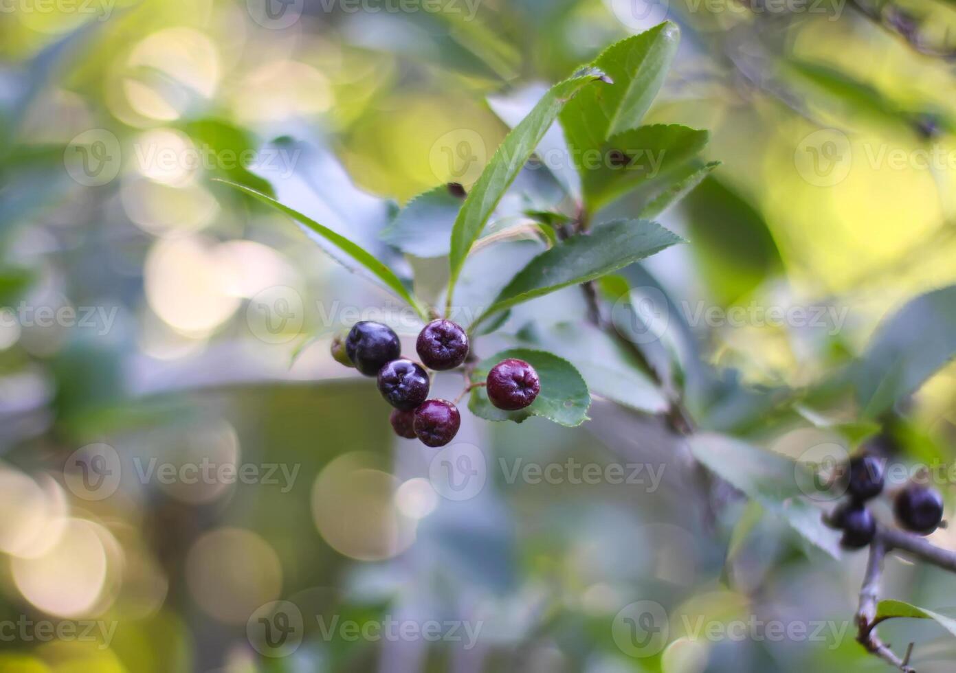 Aronia tree branch with ripe black berries. photo