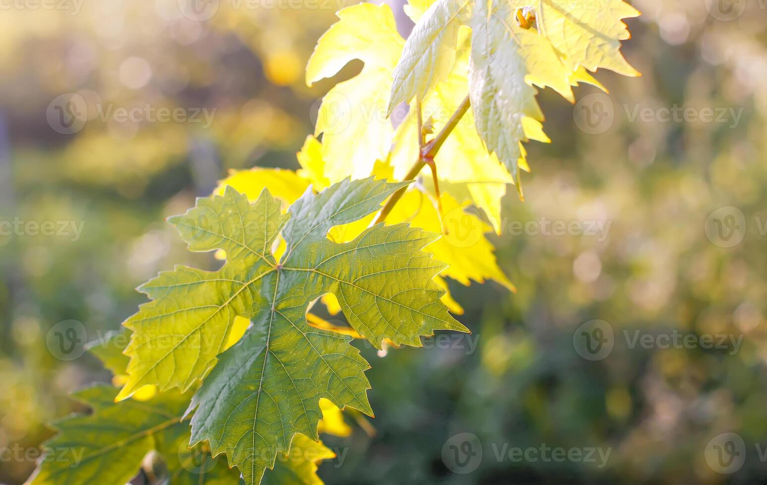 Green wine leaves in sunlight. photo