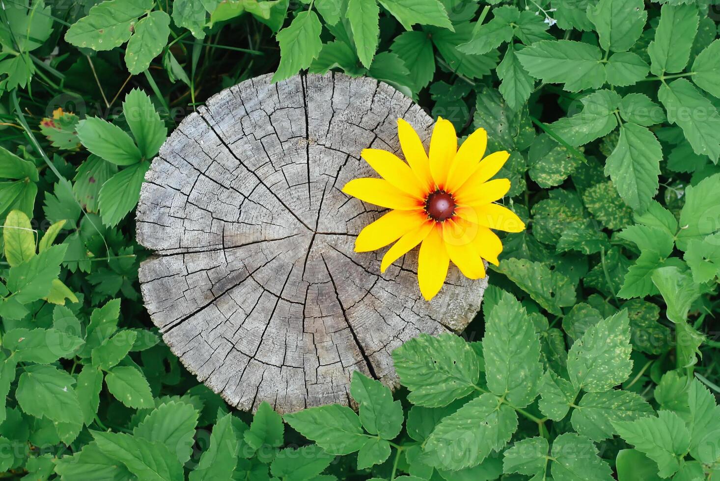 Yellow rudbeckia flower on rough surface a tree stump. photo