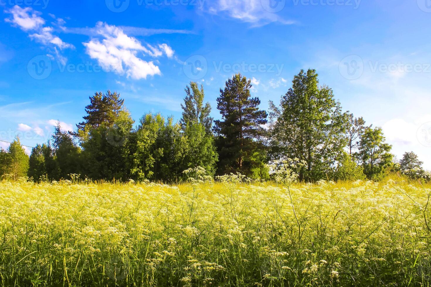 Summer landscape in countryside. photo