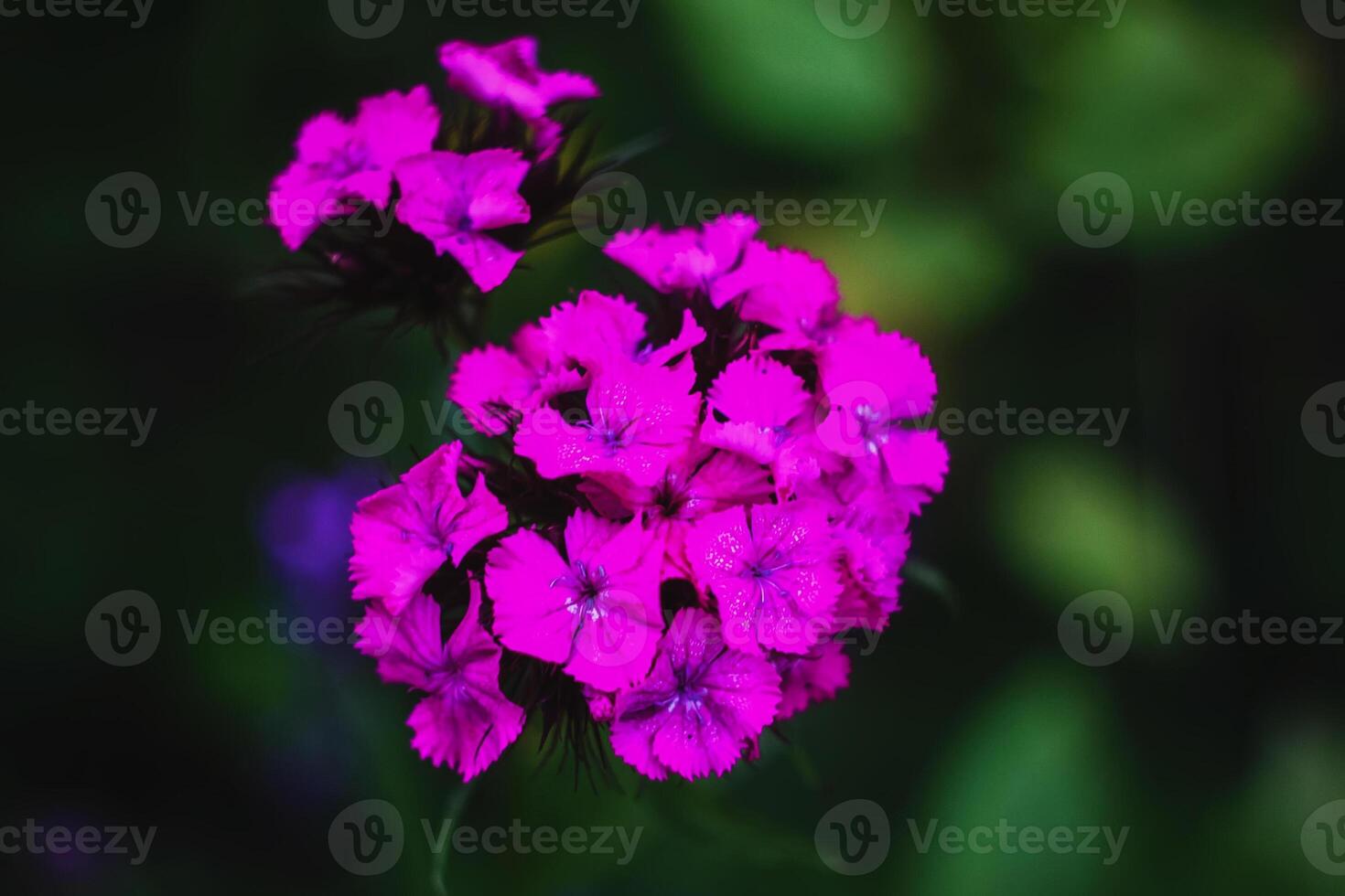 Crnations flowers in the garden photo