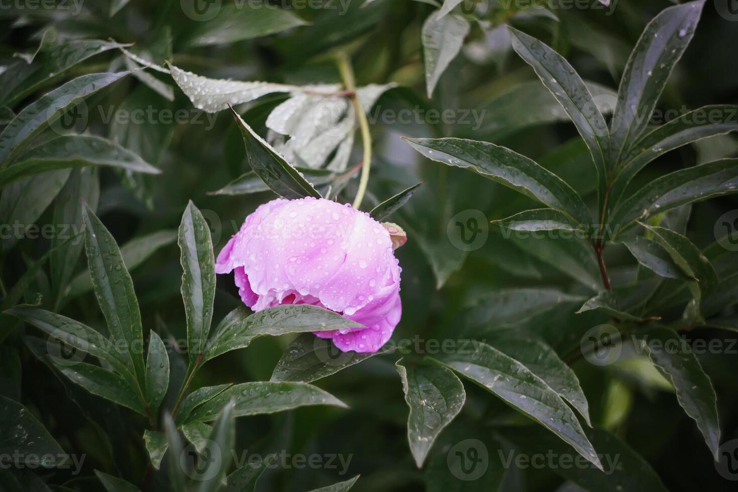 Beautiful garden peony flowers. photo