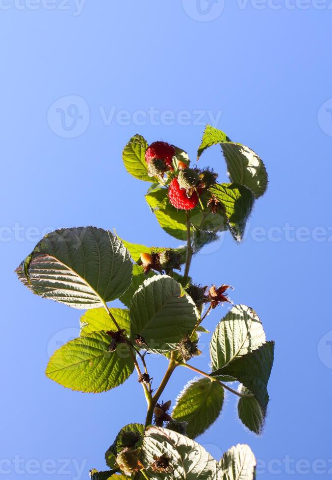 Frost on the green raspberry leaves photo