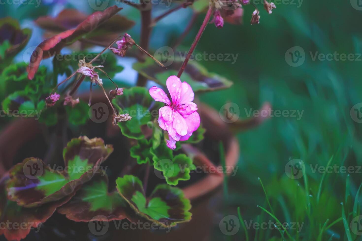 Beautiful garden flowers. Pink heranium. photo