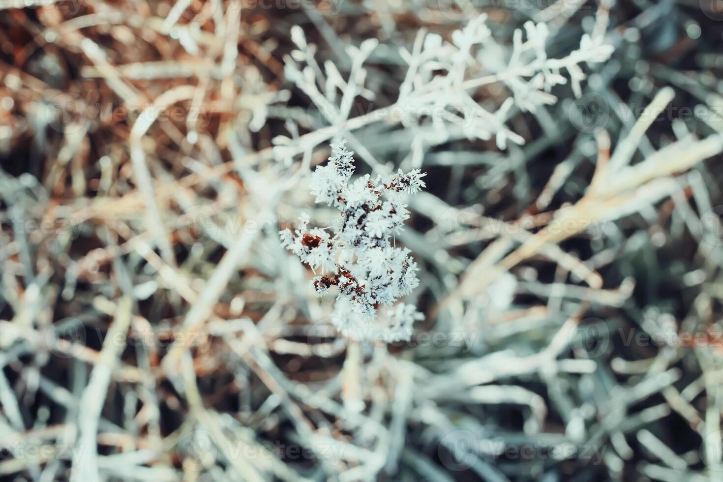 First frost in autumn park. Early morning in november. photo