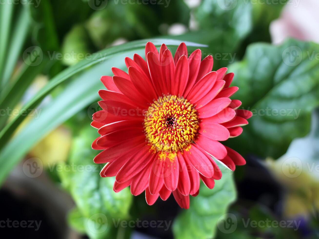 Single red herbera photo