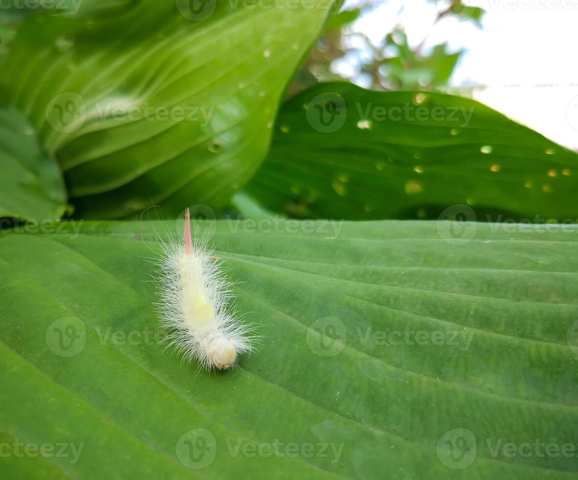 Caterpillar of a Leucoma salicis butterfly on green leaf. photo