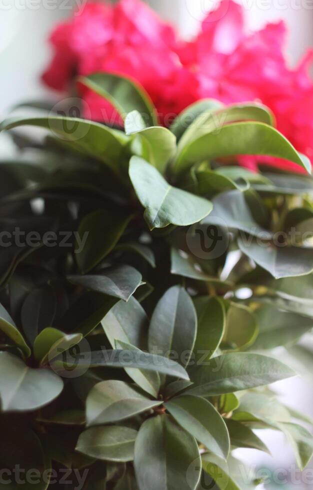 Rhododendron flowers in sunlight photo