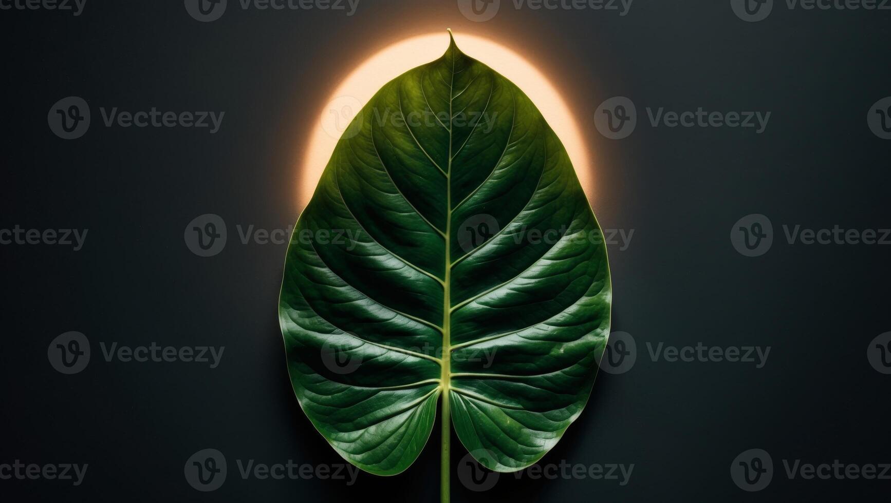 A large green leaf on a dark background with a spot of light centered. photo
