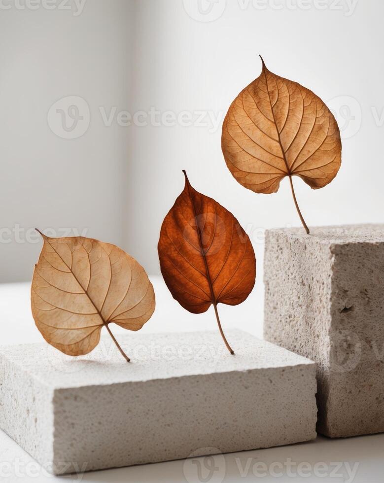 Three Dried Leaves Resting on Rough Surfaces. photo