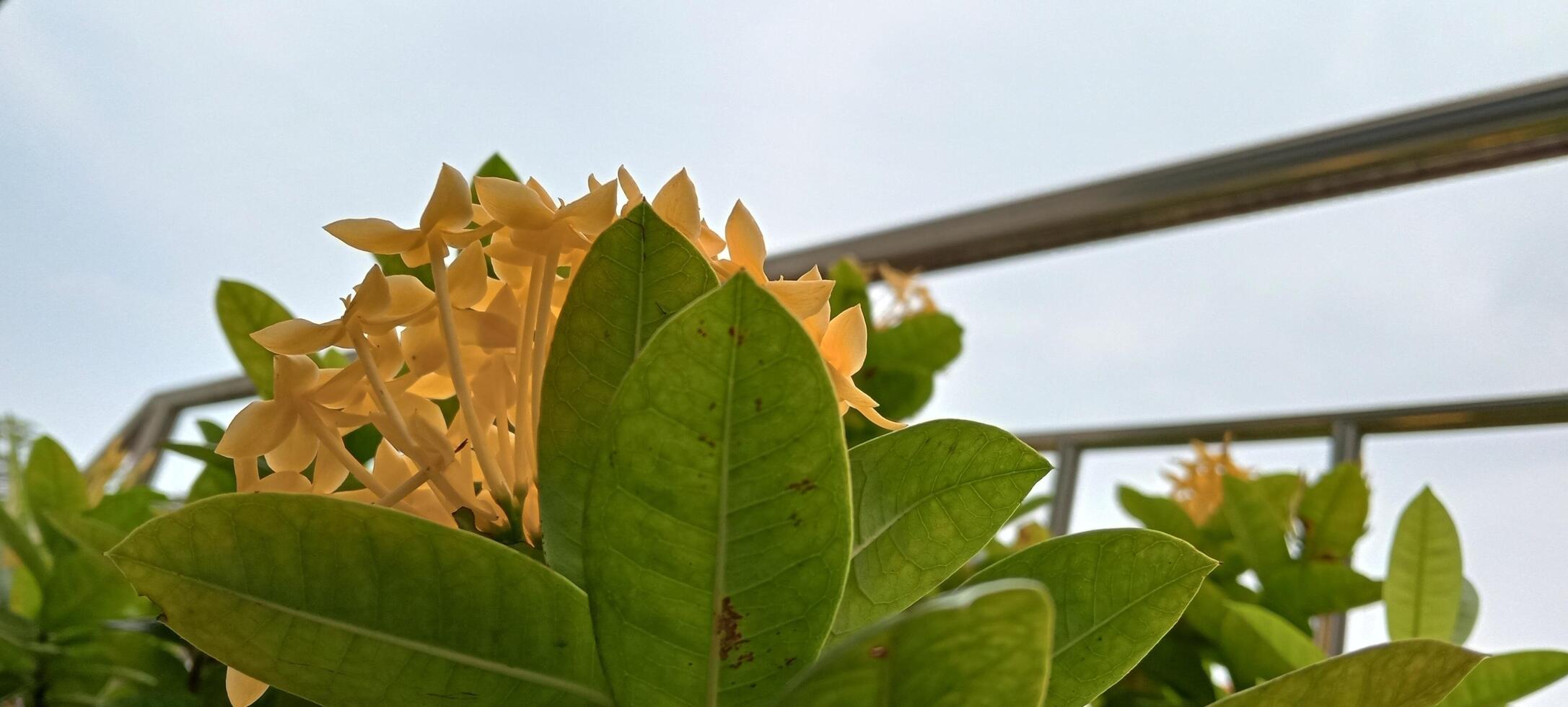 Fresh Blooming Yellow Flowers in the Office Garden photo